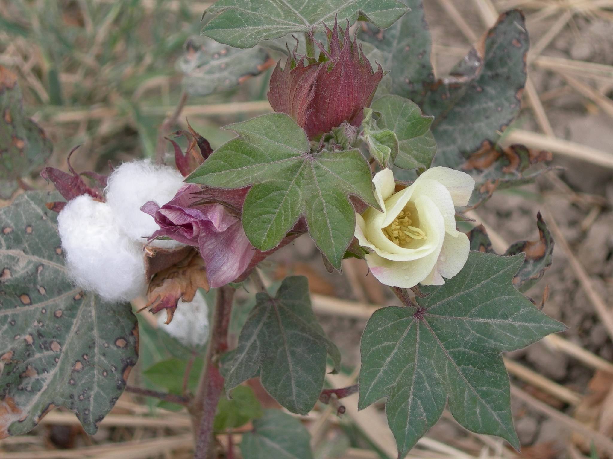 Gossypium hirsutum